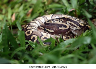 Ball phyton snake closeup on grass, Ball phyton snake closeup skin, Ball phyton snake closeup - Shutterstock ID 2157100421