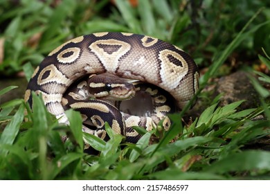 Ball phyton snake closeup on grass, Ball phyton snake closeup skin, Ball phyton snake closeup - Shutterstock ID 2157486597