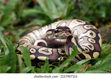 Ball phyton snake closeup on grass, Ball phyton snake closeup skin, Ball phyton snake closeup - Shutterstock ID 2157907151
