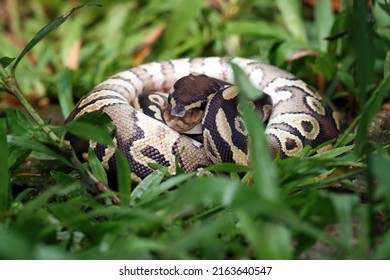 2,220 Black Tailed Python Images, Stock Photos & Vectors 