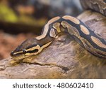 Ball python