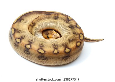 Ball Python Bilder Stockfotos Und Vektorgrafiken Shutterstock