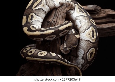 A ball python coiled around a tree stump