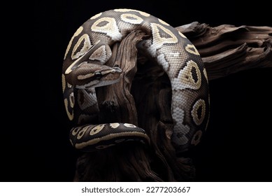 A ball python coiled around a tree stump