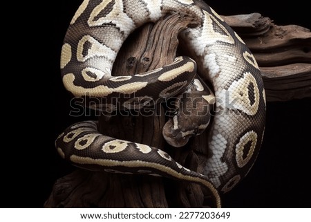 A ball python coiled around a tree stump