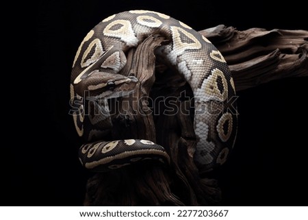A ball python coiled around a tree stump