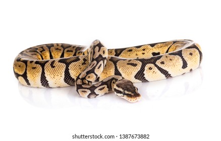 Python Regius Imagenes Fotos De Stock Y Vectores Shutterstock