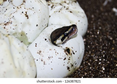 Ball Python Hatching