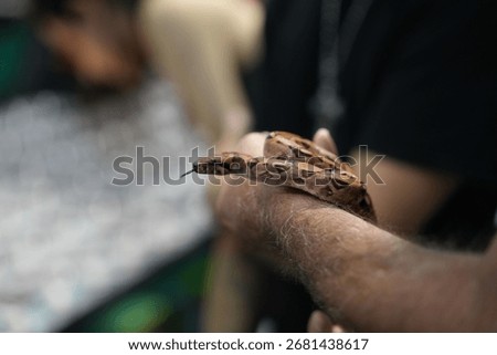 A ball python is held by a spectator at the Reptile Super Show at the Anaheim Convention Center.