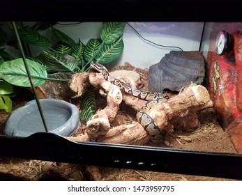 Ball Python In His Enclosure