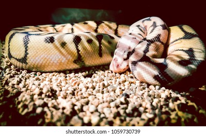 Ball Python (killer Bee) Super Pastel Spider