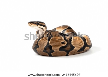 Ball python Mojave closeup on isolated background, Regius python closeup on isolated background