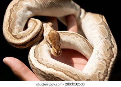 Ball python morph being handled gently, coiled around a human hand on a black background