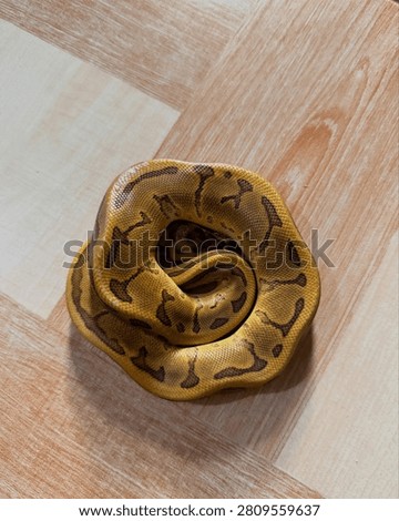 Ball Python morph coiled on a tiled floor