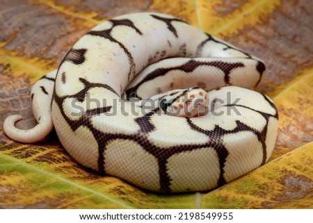 Ball python morphs is the most popular pet snake. 