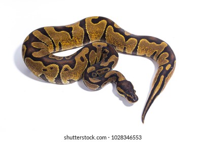 Similar Images, Stock Photos & Vectors of Two headed Royal Python or ...