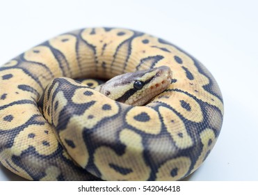 Ball Python Bilder Stockfotos Und Vektorgrafiken Shutterstock