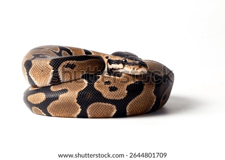 Ball python on a white background	