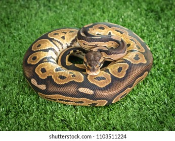 Ball Python : Pythonidae