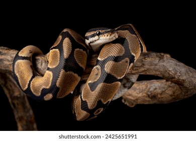 The Ball Python (Python regius) also called the Royal Python, is a python species native to West and Central Africa.