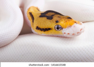 ball python plush