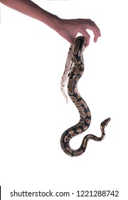 The ball python (Python regius), royal python. Hand holding a dangling snake. Isolated on white background