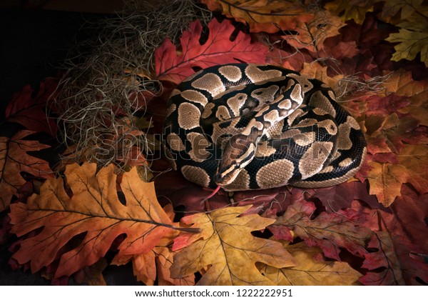 The ball python\
(Python regius), royal python. The snake curled up and stuck out\
her tongue on the autumn\
leaves