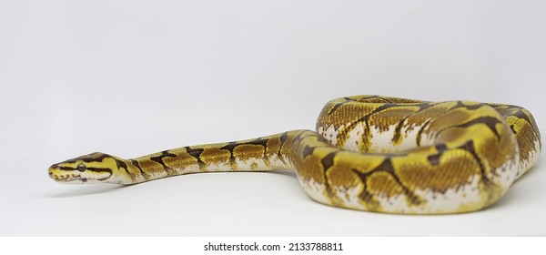 Ball Python Python Regius Wrapping Body Stock Photo 2133788811 ...