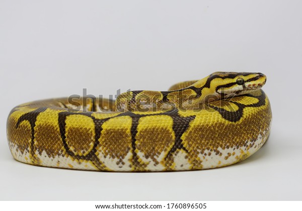 Ball Python Python Regius Wrapping Body Stock Photo 1760896505 ...