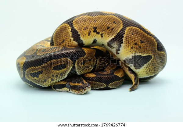 Ball Python Python Regius Wrapping Body Stock Photo 1769426774 ...
