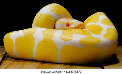 112 Lavender Albino Ball Python Images, Stock Photos & Vectors ...