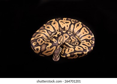 Ball Python Royal Python On Black Foto stock 264701246 | Shutterstock