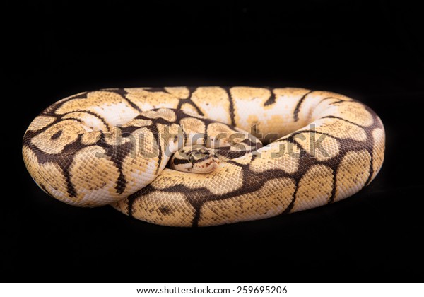 Download Ball Python Royal Python On Black Stock Photo Edit Now 259695206 For Free Get Wallpaper Ball Python Royal Python On Black Stock Photo Edit Now 259695206 For Free