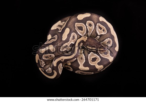 Get Ball Python Royal Python On Black Stock Photo Edit Now 264701171 For Free Wallpaper Ball Python Royal Python On Black Stock Photo Edit Now 264701171 Free