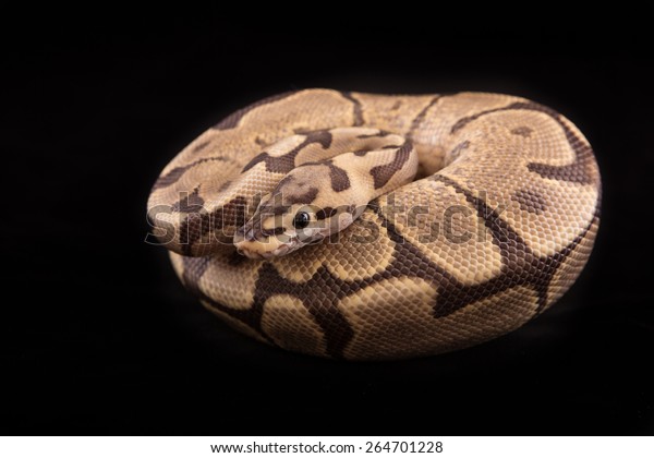 Download Ball Python Royal Python On Black Stock Photo Edit Now 264701228 Free Get Wallpaper Ball Python Royal Python On Black Stock Photo Edit Now 264701228 HD