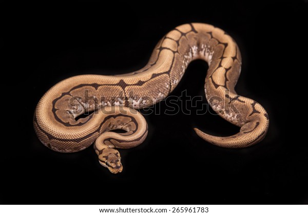 Get Ball Python Royal Python On Black Stock Photo Edit Now 265961783 For Android Free Wallpaper Ball Python Royal Python On Black Stock Photo Edit Now 265961783 For iPhone Free
