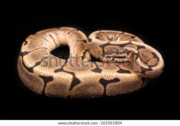 Download Ball Python Royal Python On Black Stock Photo Edit Now 265961804 For Free Wallpaper Ball Python Royal Python On Black Stock Photo Edit Now 265961804 HD