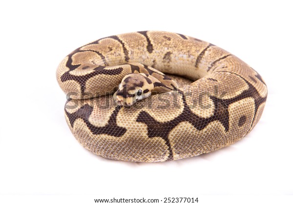 Download Ball Python Royal Python On White Stock Photo Edit Now 252377014 Desktop Wallpaper Wallpaper Ball Python Royal Python On White Stock Photo Edit Now 252377014 For Free