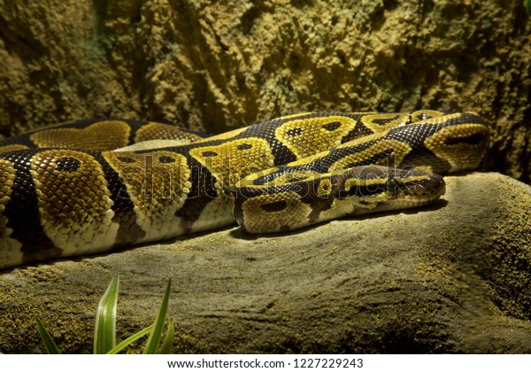 royal python, or ball python python regius, studio... Ball Python Royal Python Python Regius Stock Photo 1227229243 ...