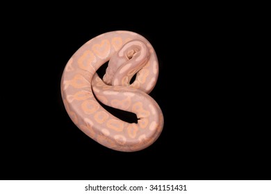 Corn Snake Pantherophis Guttatus North American Stock Photo (Edit Now ...
