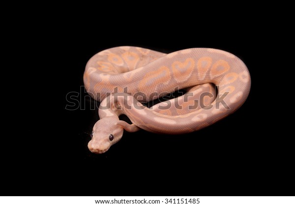 Get Ball Python Royal Python Python Regius Stock Photo Edit Now Desktop Wallpaper Free Wallpaper Ball Python Royal Python Python Regius Stock Photo Edit Now HD
