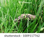 Ball python slithering through the grass and rocks