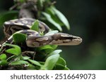 Ball python snake close up on a tree, python regius