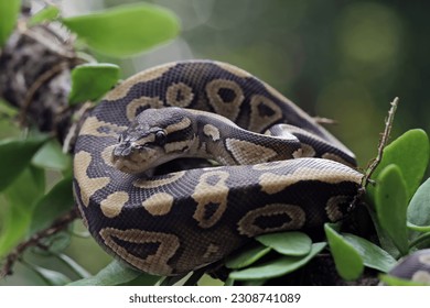 Ball python snake close up on leaves, non venomous snake, python regius - Powered by Shutterstock