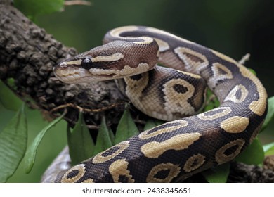 Ball python snake close up on branch, python regius - Powered by Shutterstock