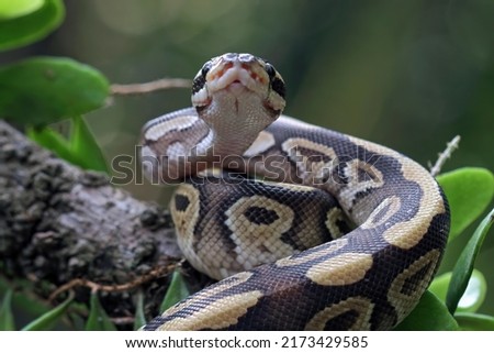Ball python snake close up on branch, python regius
