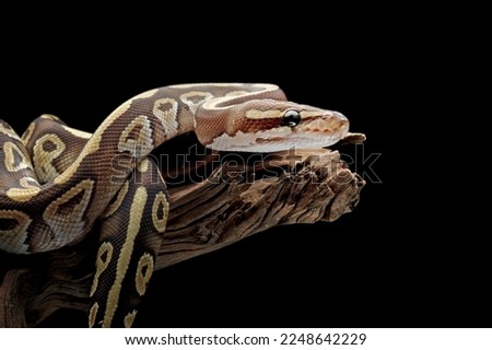 Ball python snake close up on branch, python regius isolated on blackbackground