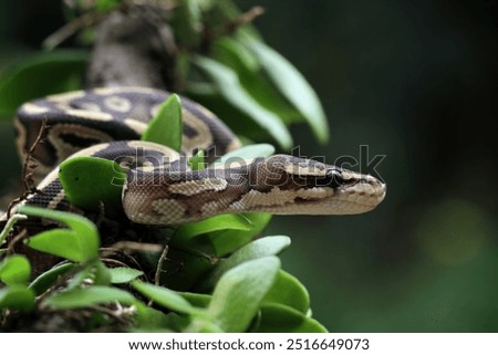 Ball python snake close up on a tree, python regius