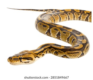 Ball Python Snake Coiled Side View Isolated on White Background.
