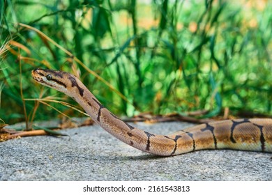 12,712 Python head Images, Stock Photos & Vectors | Shutterstock